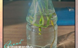 水培绿萝不绿怎么办？原因何在？