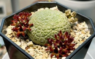 沙漠野生多肉有哪些独特品种？