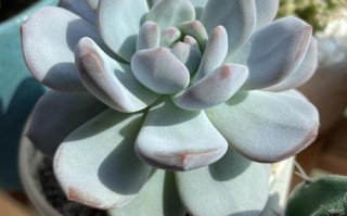 多肉花上白点点咋回事？