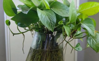 水培绿萝的主要营养物质