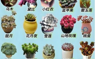 多肉小苗冬季养护要注意什么？