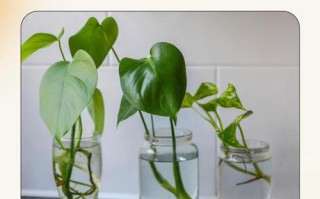 水培绿萝加什么才茂盛