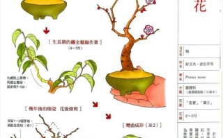 盆栽红梅冬季怎么养才能安全过冬？