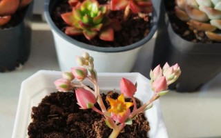 吉娃娃为何频繁开花？