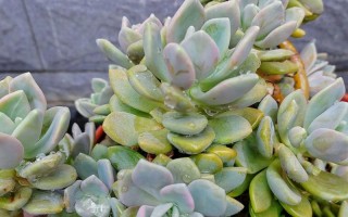 北方冬天多肉露养能安全过冬吗？