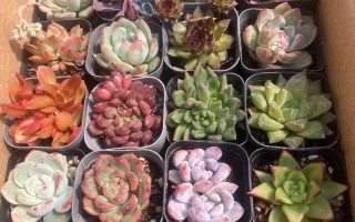 怒江多肉小盆栽基地批发哪家好？