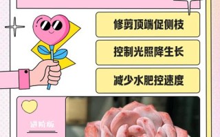 多肉长高之后怎么处理