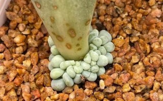 多肉下层叶子发软咋办？