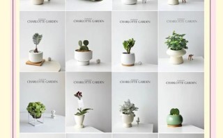 学生适合养什么小盆栽？