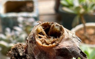 多肉根发黑但内部正常，该怎么办？