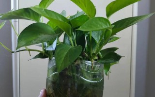 绿萝水培能用洗米水吗？