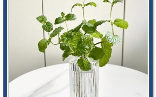 水培薄荷能用针桶加水吗？