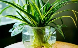 吊兰水培营养液怎么选？