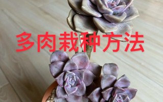 多肉修剪后的怎么移植