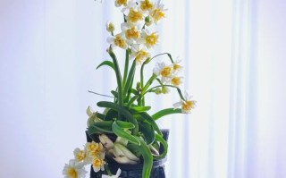 水培水仙花为何要雕刻？