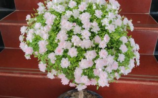 微型月季适合室内盆栽吗？