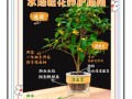 水培植物养护三大秘诀是什么？