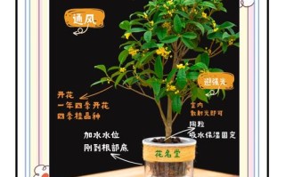 水培植物养护三大秘诀是什么？