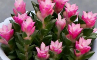 北方冬季多肉怎么养才能安全过冬？