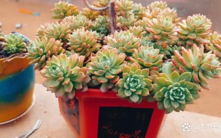 多肉垂钓花卉，为何能这般独特迷人？