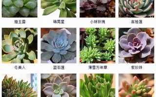 多肉植物种类图片及名称有哪些？