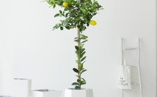 青柠盆栽适宜生长环境是什么？