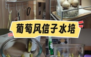 风信子球水培前要怎么处理？