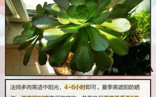 玟瑰法师多肉繁殖方法有哪些？