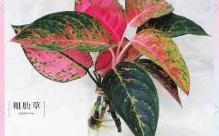 水培彩色粗肋草怎么养