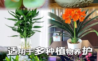 绿萝水培营养液哪款好？