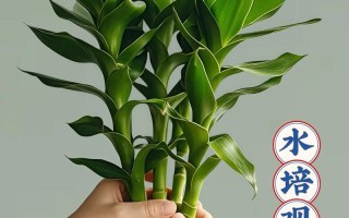 观音竹水培发臭怎么解决？