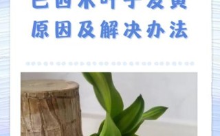 冬季水培巴西木叶子为何发黄？