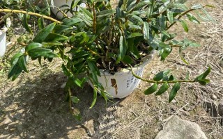 送石斛盆栽给领导好吗