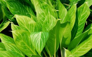 白柄粗肋草能水培吗？