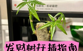 发财树新芽可以水培吗
