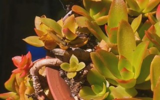 多肉火祭枝干为何会粗壮？