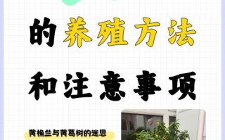 小金桔盆栽冬天怎么养才过冬？
