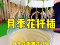 月季水培最佳月份是几月？