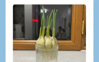 大蒜水培一年不烂？