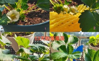 秋草莓盆栽怎么浇水才合适？