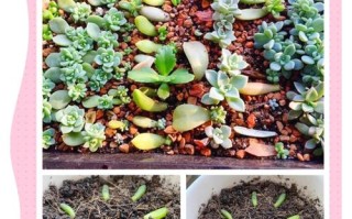 多肉扦插要多久才出芽？