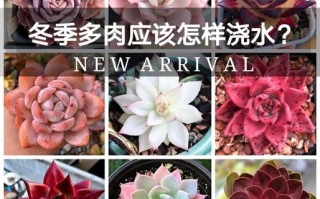 多肉冬天栽种浇水，到底该咋浇？