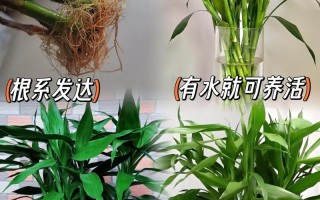富贵竹土培如何改水培？