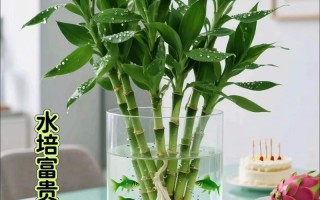 水培富贵竹加维生素B12有何用？