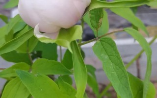 盆栽牡丹叶上湿印子是病害吗？