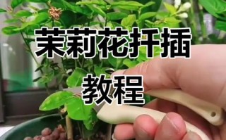 水培插扦茉莉花苗的技巧