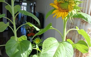 向日葵盆栽怎么装饰好看？