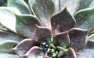 多肉夏天叶子枯黄怎么办？