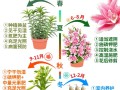 水培百合花何时开花？
