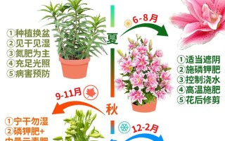 水培百合花何时开花？